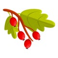 Branch hawthorn icon, cartoon style Royalty Free Stock Photo