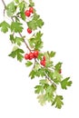 Branch hawthorn with leaves and berry Royalty Free Stock Photo