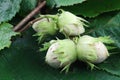 Branch with hazelnuts on some green leaves Royalty Free Stock Photo