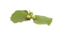 Branch with hazelnuts on some green leaves isolated on the white background Royalty Free Stock Photo