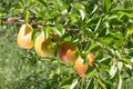 Branch heavily leaningdue to the weight of the of ripe forelle pears ready to pick