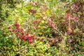 Branch heavily loaded with bright red ripe hawthorn berries