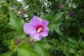 Branch of Hibiscus syriacus with one pink crimsoneyed flower Royalty Free Stock Photo