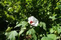 Branch of Hibiscus syriacus with white crimsoneyed flower in August Royalty Free Stock Photo