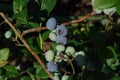 Branch of highbush blueberry Vaccinium corymbosum with large ripening berries in an orchard