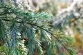 Branch of a Himalayan cedar tree with drops of water