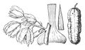 Branch of Hoary Yucca vintage illustration