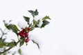 Branch of holly with red berries