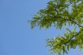 A branch of a honey locust in front of a blue, cloudless sky