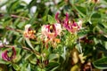 Branch of Honeysuckle or Lonicera hardy twining climber plant with bilaterally symmetrical white and light purple open blooming