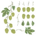Branch hops plant. Collection floral design elements. Hop cones, leaves and branches. Royalty Free Stock Photo