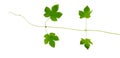 The branch of hops with young leaves, isolated Royalty Free Stock Photo