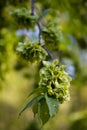 Branch of hornbeam