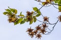 Branch of a hornbeam Carpinus betulus with drooping inflorescence and leaves in autumn, selected focus, narrow depth of field,