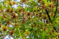 Branch of a hornbeam Carpinus betulus with drooping inflorescence and leaves in autumn, selected focus, narrow depth of field,