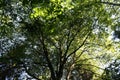 Branch of hornbeam tree