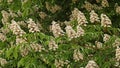 Branch of horse chestnut with many flowers