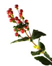 Branch of Hypericum androsaemum with shiny brown berries isolated Royalty Free Stock Photo
