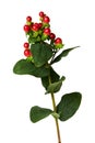 The branch of Hypericum berries Royalty Free Stock Photo