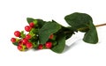 The branch of Hypericum berries Royalty Free Stock Photo