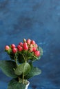 Branch of Hypericum plant or Hypericum Magical Triumph, red hypericum berries in vase on the table.