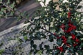 Branch of Ilex aquifolium or European holly with red berries and green leaves Royalty Free Stock Photo