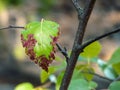 Branch with ill leaf of apple scab disease Royalty Free Stock Photo