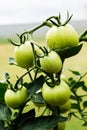 A branch of immature green tomatoes in the garden Royalty Free Stock Photo