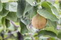 Branch with immature quince 2