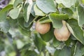 Branch with immature quince