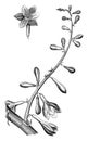 Branch of Inflorescence and Single Flower of Fucraea Gigantea vintage illustration