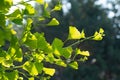Branch of insolated fresh ginkgo biloba tree with spider web Royalty Free Stock Photo