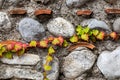 Branch of ivy with autumn colored leaves climbing on ancient brick and stone wall. Royalty Free Stock Photo