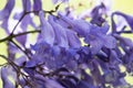 Jacaranda tree purple flowers closeup macro image Royalty Free Stock Photo