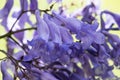 Jacaranda tree purple flowers closeup macro image