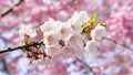 Branch of Japanese cherry blossom isolated against white background Royalty Free Stock Photo