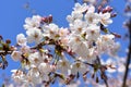 Branch of Japanese Cherry Blossom