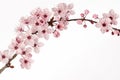 Branch of Japanese cherry blossom with white background Royalty Free Stock Photo