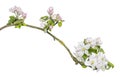 Branch of Japanese cherry, Prunus serrulata, blossoming, isolated