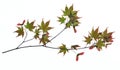 Branch of Japanese Maple  on white background Royalty Free Stock Photo