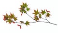 Branch of Japanese Maple  on white background Royalty Free Stock Photo