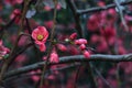 Branch of a japanese quince in bloom in early spring Royalty Free Stock Photo