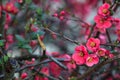 Branch of a japanese quince in bloom in early spring Royalty Free Stock Photo