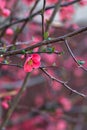 Branch of a japanese quince in bloom in early spring Royalty Free Stock Photo