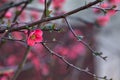 Branch of a japanese quince in bloom in early spring Royalty Free Stock Photo