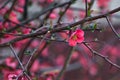 Branch of a japanese quince in bloom in early spring Royalty Free Stock Photo