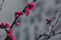 Branch of a japanese quince in bloom in early spring Royalty Free Stock Photo