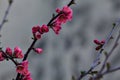 Branch of a japanese quince in bloom in early spring Royalty Free Stock Photo