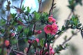 Branch of a japanese quince in bloom in early spring Royalty Free Stock Photo