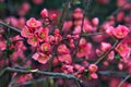 Branch of a japanese quince in bloom in early spring Royalty Free Stock Photo